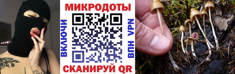 Купить где  Усть-Джегута  Псилоцибиновые грибы мицелий 